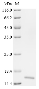 Recombinant Mouse Trefoil factor 3 (Tff3) - image 1
