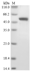 Recombinant Human Meteorin-like protein (METRNL) - image 1