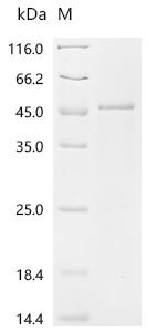 Recombinant Mouse Mimecan (Ogn) - image 1