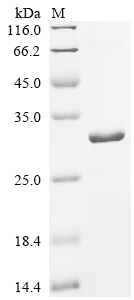 Recombinant Mouse Tolloid-like protein 1 (Tll1) , partial - image 1