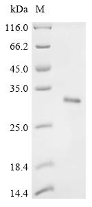 Recombinant Mouse Collagen alpha-1 (XI) chain (Col11a1) , partial - image 1