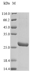 Recombinant Mouse Transcriptional enhancer factor TEF-3 (Tead4) , partial - image 1