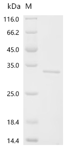 Recombinant Mouse Transcriptional enhancer factor TEF-3 (Tead4) , partial - image 1