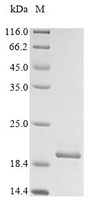 Recombinant Rat Gamma-synuclein (Sncg) - image 1