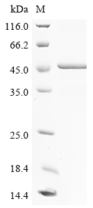 Recombinant Human Olfactomedin-like protein 1 (OLFML1) - image 1