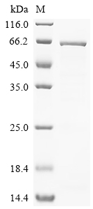 Recombinant Human Olfactomedin-like protein 1 (OLFML1) - image 1