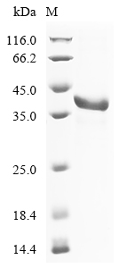 Recombinant Mouse Fibrinogen-like protein 1 (Fgl1) - image 1
