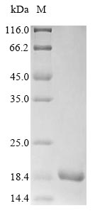 SDS-PAGE- Recombinant protein Neurospora NCU05495