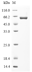 Recombinant Rat Glucose-6-phosphate isomerase (Gpi) - image 1
