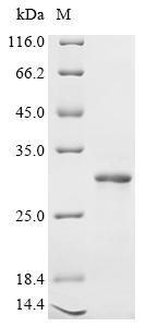 Recombinant Human Zinc transporter 10 (SLC30A10) , partial - image 1