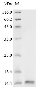 Recombinant Staphylococcus aureus Cold shock protein CspA (cspA) - image 1