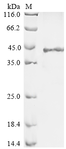 Recombinant Human Regenerating islet-derived protein 3-gamma (REG3G) - image 1