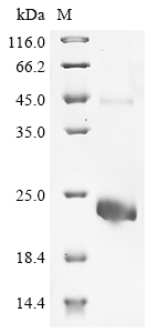 Recombinant Human R-spondin-2 (RSPO2) , partial - image 1