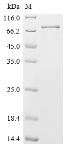 Recombinant Human GRB10-interacting GYF protein 2 (GIGYF2) , partial - image 1