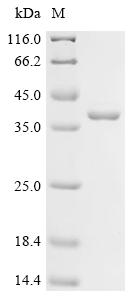 Recombinant Synechococcus elongatus Circadian clock oscillator protein KaiA (kaiA) - image 1