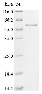 (Tris-Glycine gel) Discontinuous SDS-PAGE (reduced) with 5% enrichment gel and 15% separation gel.