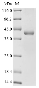 (Tris-Glycine gel) Discontinuous SDS-PAGE (reduced) with 5% enrichment gel and 15% separation gel.