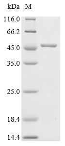 (Tris-Glycine gel) Discontinuous SDS-PAGE (reduced) with 5% enrichment gel and 15% separation gel.