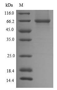 SDS-PAGE- Recombinant protein Mouse Dlat