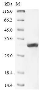 (Tris-Glycine gel) Discontinuous SDS-PAGE (reduced) with 5% enrichment gel and 15% separation gel.