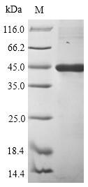 SDS-PAGE- Recombinant protein Human gL