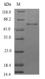 SDS-PAGE- Recombinant protein Human LFNG