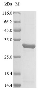 (Tris-Glycine gel) Discontinuous SDS-PAGE (reduced) with 5% enrichment gel and 15% separation gel. (Tris-Glycine gel) Discontinuous SDS-PAGE (reduced) with 5% enrichment gel and 15% separation gel.