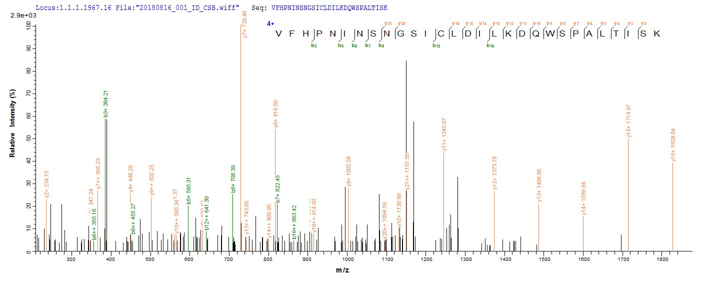Based on the SEQUEST from database of E.coli host and target protein, the LC-MS/MS Analysis result of CSB-EP848293OFG could indicate that this peptide derived from E.coli-expressed Oryza sativa subsp. japonica (Rice) UBC5A. Based on the SEQUEST from database of E.coli host and target protein, the LC-MS/MS Analysis result of CSB-EP848293OFG could indicate that this peptide derived from E.coli-expressed Oryza sativa subsp. japonica (Rice) UBC5A.