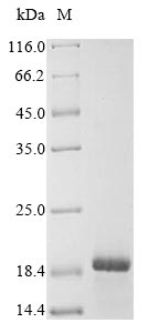 SDS-PAGE- Recombinant protein Human ADAMTS18