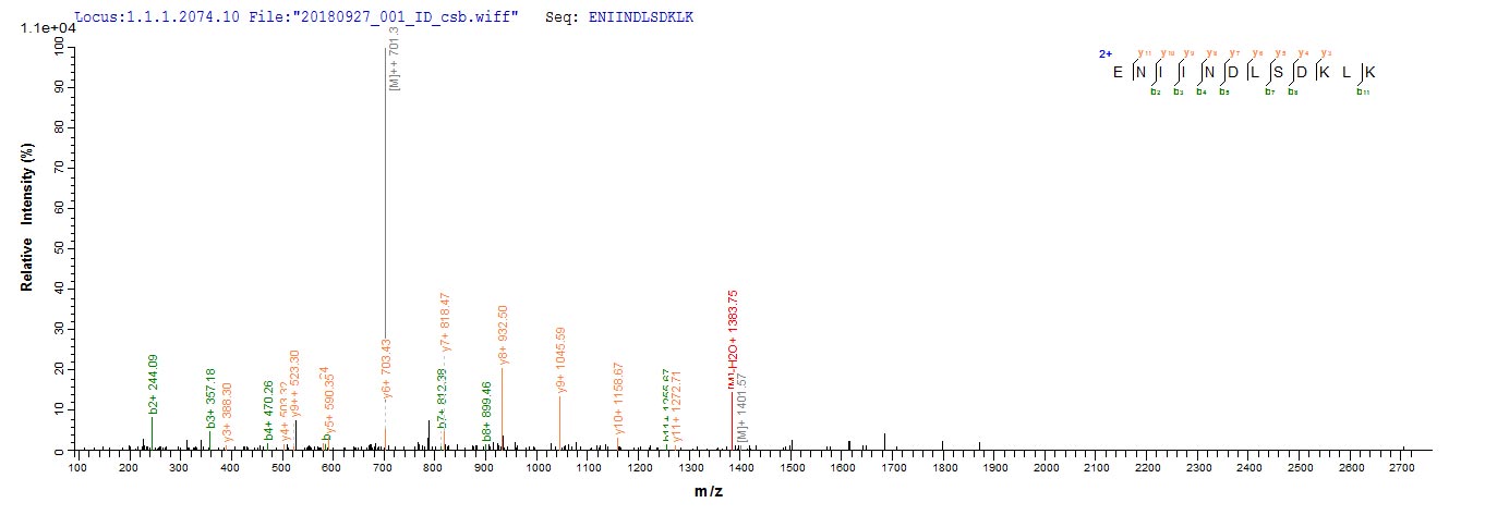 Based on the SEQUEST from database of E.coli host and target protein, the LC-MS/MS Analysis result of CSB-EP855061HU1 could indicate that this peptide derived from E.coli-expressed Homo sapiens (Human) RB1CC1. Based on the SEQUEST from database of E.coli host and target protein, the LC-MS/MS Analysis result of CSB-EP855061HU1 could indicate that this peptide derived from E.coli-expressed Homo sapiens (Human) RB1CC1.