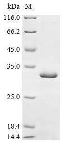 (Tris-Glycine gel) Discontinuous SDS-PAGE (reduced) with 5% enrichment gel and 15% separation gel.
