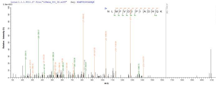 LC-MS Analysis 2- Recombinant protein Mouse Masp2