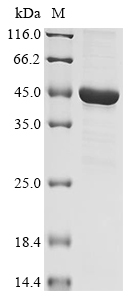(Tris-Glycine gel) Discontinuous SDS-PAGE (reduced) with 5% enrichment gel and 15% separation gel.