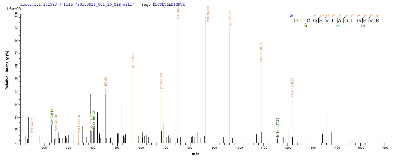 Based on the SEQUEST from database of E.coli host and target protein, the LC-MS/MS Analysis result of CSB-EP859129MO could indicate that this peptide derived from E.coli-expressed Mus musculus (Mouse) Lims1. Based on the SEQUEST from database of E.coli host and target protein, the LC-MS/MS Analysis result of CSB-EP859129MO could indicate that this peptide derived from E.coli-expressed Mus musculus (Mouse) Lims1.