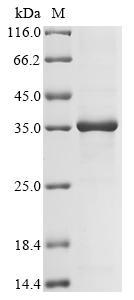 CSB-EP859945HU