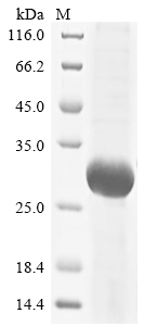 (Tris-Glycine gel) Discontinuous SDS-PAGE (reduced) with 5% enrichment gel and 15% separation gel. (Tris-Glycine gel) Discontinuous SDS-PAGE (reduced) with 5% enrichment gel and 15% separation gel.