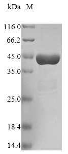 CSB-EP860342HU1e1 SDS