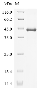 (Tris-Glycine gel) Discontinuous SDS-PAGE (reduced) with 5% enrichment gel and 15% separation gel. (Tris-Glycine gel) Discontinuous SDS-PAGE (reduced) with 5% enrichment gel and 15% separation gel.
