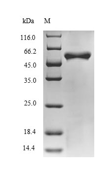 SDS-PAGE- Recombinant protein Bacillus BH0637