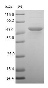 (Tris-Glycine gel) Discontinuous SDS-PAGE (reduced) with 5% enrichment gel and 15% separation gel.