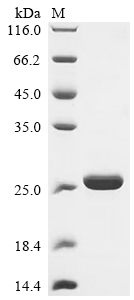 (Tris-Glycine gel) Discontinuous SDS-PAGE (reduced) with 5% enrichment gel and 15% separation gel. (Tris-Glycine gel) Discontinuous SDS-PAGE (reduced) with 5% enrichment gel and 15% separation gel.