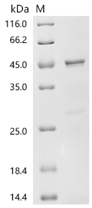 (Tris-Glycine gel) Discontinuous SDS-PAGE (reduced) with 5% enrichment gel and 15% separation gel.
