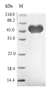 SDS-PAGE- Recombinant protein Mouse Jag1