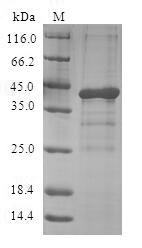 SDS-PAGE- Recombinant protein Human GHRL