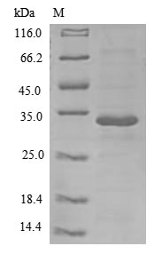 SDS-PAGE- Recombinant protein Human IL26