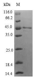 (Tris-Glycine gel) Discontinuous SDS-PAGE (reduced) with 5% enrichment gel and 15% separation gel.