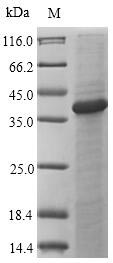 (Tris-Glycine gel) Discontinuous SDS-PAGE (reduced) with 5% enrichment gel and 15% separation gel.