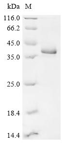(Tris-Glycine gel) Discontinuous SDS-PAGE (reduced) with 5% enrichment gel and 15% separation gel.