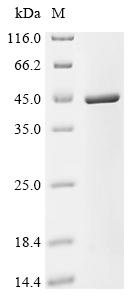 (Tris-Glycine gel) Discontinuous SDS-PAGE (reduced) with 5% enrichment gel and 15% separation gel.
