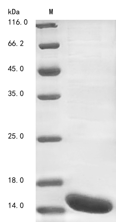 CSB-EP882608MO SDS